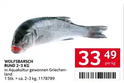 Transgourmet Wolfsbarsch rund Angebot