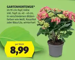 Hofer Gartenhortensie Angebot