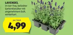 Hofer Lavendel Angebot