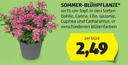 Hofer Sommer-blühpflanze Angebot