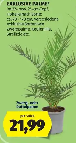 Hofer Exklusive palme Angebot