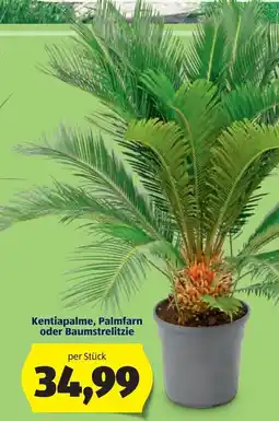 Hofer Kentiapalme, Palmfarn oder Baumstrelitzie Angebot