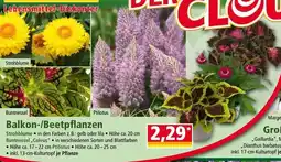 Norma Balkon-/Beetpflanzen Angebot