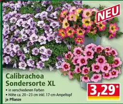 Norma Calibrachoa Sondersorte XL Angebot