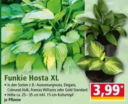 Norma Funkie Hosta XL Angebot