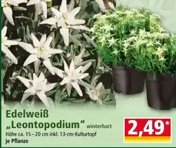 Norma Edelweiß Leontopodium winterhart Angebot