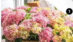 Dehner Bauern-Hortensie Angebot