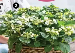 Dehner Teller-Hortensie Angebot