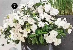 Dehner Girlanden-hortensie 'runaway bride Angebot