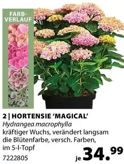 Dehner Hortensie 'magical Angebot
