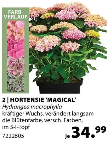 Hortensie 'magical