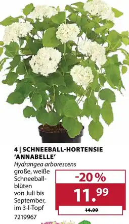 Dehner Schneeball-hortensie 'annabelle Angebot