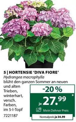 Dehner Hortensie 'diva fiore Angebot