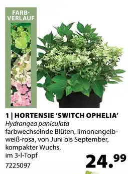 Dehner hortensie 'switch ophelia Angebot