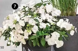 Dehner Girlanden-hortensie 'runaway bride Angebot