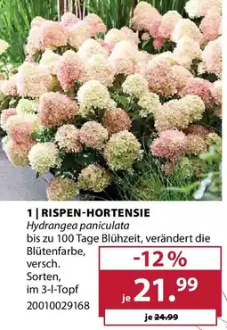 Dehner rispen-hortensie Angebot