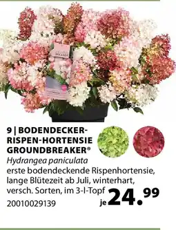 Dehner Bodendecker- rispen-hortensie groundbreaker Angebot