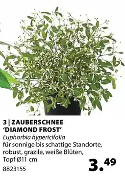 Dehner Zauberschnee 'diamond frost Angebot
