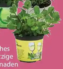 Dehner Hugo Minze Angebot