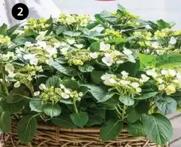Dehner Dehner Teller-Hortensie Angebot