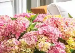 Dehner Dehner Bauern-Hortensie Angebot