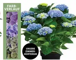 Dehner Dehner Hortensie Magical Angebot