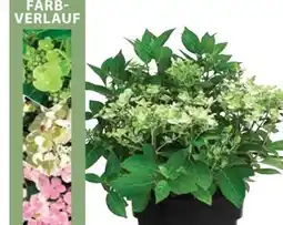 Dehner Dehner Rispen-Hortensie Switch Ophelia Angebot