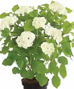 Dehner Dehner Marken Qualität Schneeball Hortensie Strong Annabelle Angebot
