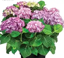 Dehner Piardino Hortensie Diva Fiore Angebot
