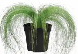 Dehner Federgras Ponytails Angebot