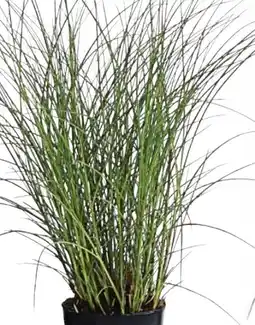 Dehner Dehner Chinaschilf Gracillimus Angebot
