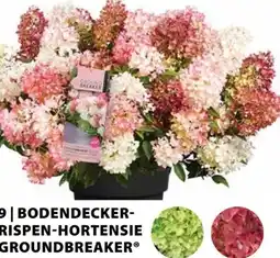 Dehner Dehner Bodendecker-Rispen-Hortensie Groundbreaker Angebot