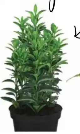 Dehner Säulen-Spindelstrauch Green Rocket Angebot