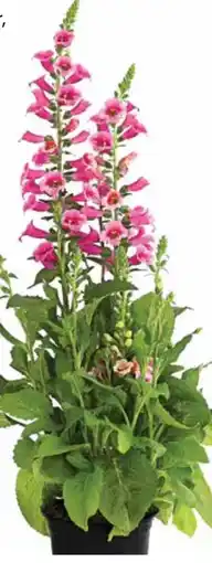Dehner Dehner Marken Qualität Fingerhut Angebot