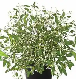 Dehner Dehner Zauberschnee Diamond Frost Angebot