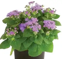 Dehner Dehner Leberbalsam Angebot