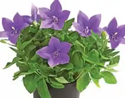 Dehner Dehner Ballonblume Angebot