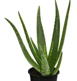 Dehner Dehner Echte Aloe Angebot