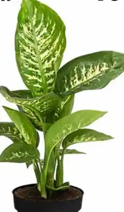 Dehner Dieffenbachia Reeva Angebot