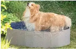 Dehner Dehner Lieblinge Hundepool Water Fun Angebot