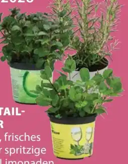 Dehner Cocktail-Kräuter Angebot