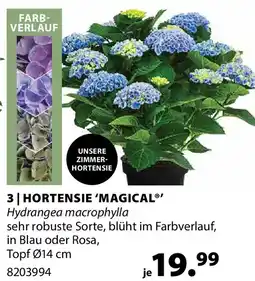 Dehner Hortensie 'magical Angebot