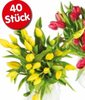 Interspar Tulpen Angebot