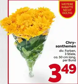 Billa Chrysanthemen Angebot