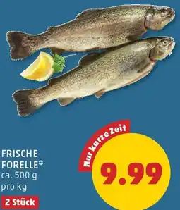 PENNY Frische forelle Angebot