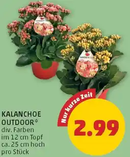 PENNY Kalanchoe outdoor Angebot