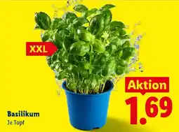 Lidl Basilikum Angebot