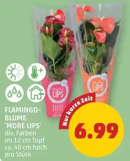 PENNY Flamingo- blume 'more lips' Angebot