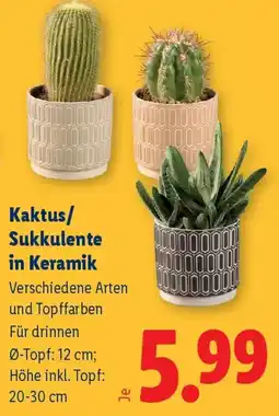 Lidl Kaktus/ Sukkulente in Keramik Angebot
