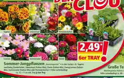 Norma Sommer-Jungpflanzen Bauerngarten Angebot